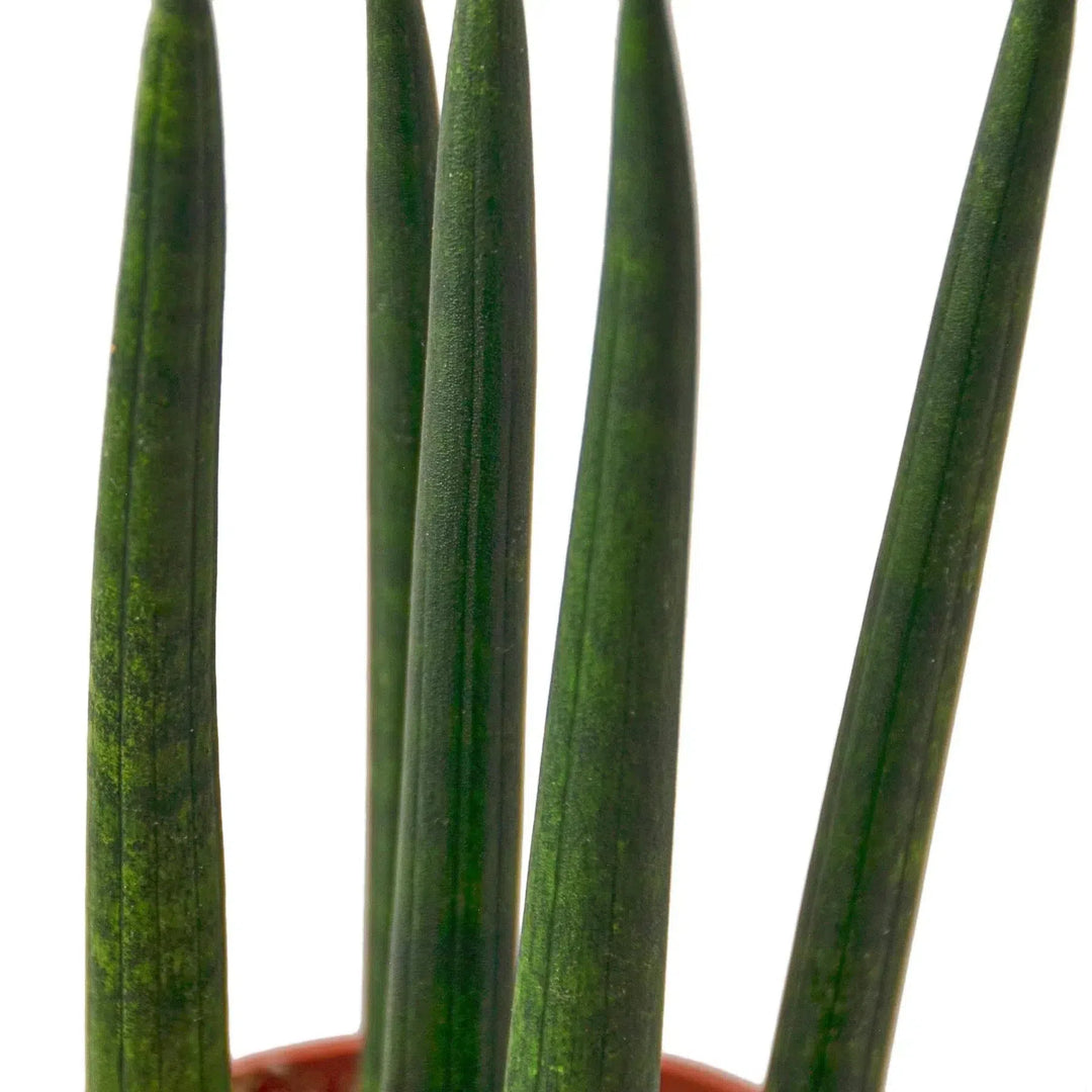 Snake Plant Cylindrica-4" Plant-American Plant Supply