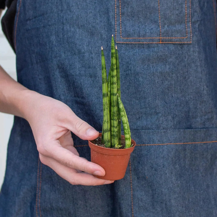 Snake Plant Cylindrica-4" Plant-American Plant Supply