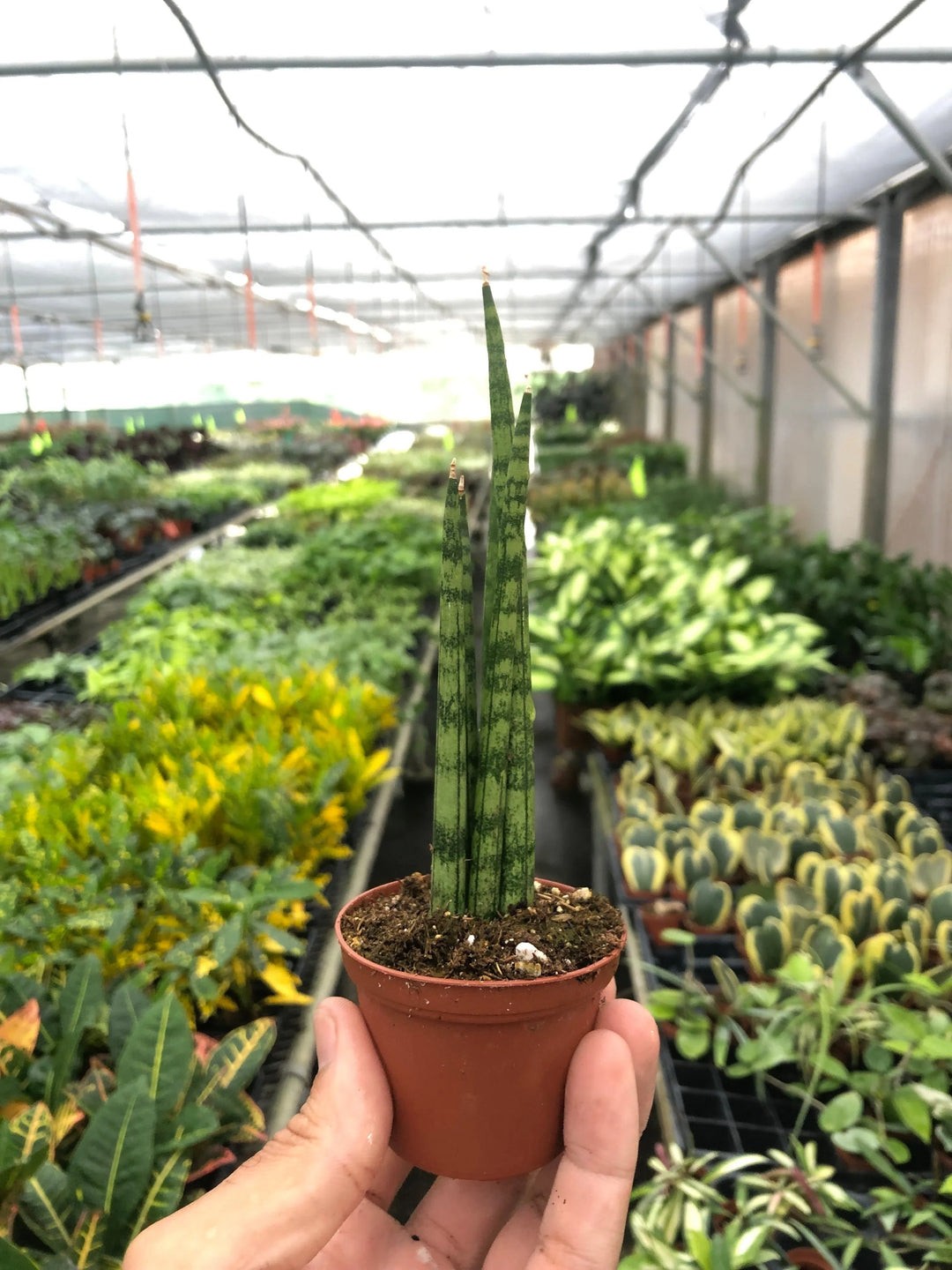 Snake Plant Cylindrica-4" Plant-American Plant Supply