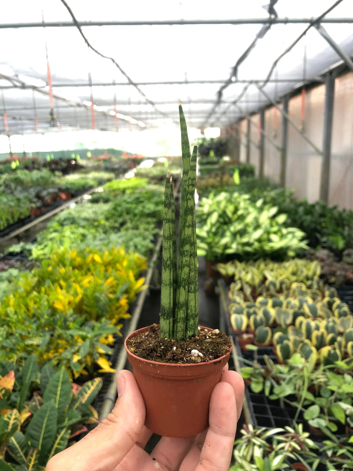 Snake Plant Cylindrica-4" Plant-American Plant Supply