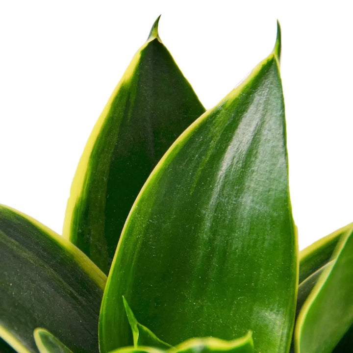 Snake Plant Emerald Star-4" Plant-American Plant Supply