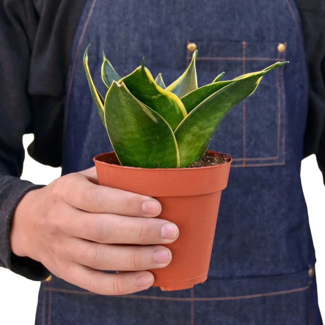 Snake Plant Emerald Star-4" Plant-American Plant Supply
