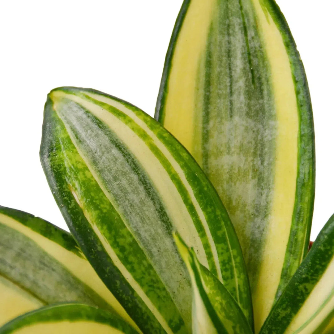 Snake Plant Gold Hahnii-Indoor Plants-American Plant Supply