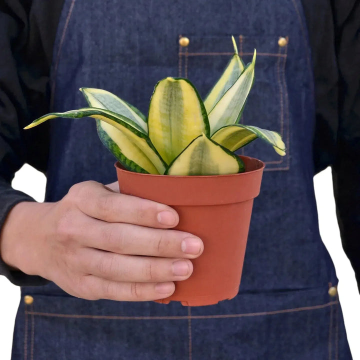 Snake Plant Gold Hahnii-Indoor Plants-American Plant Supply