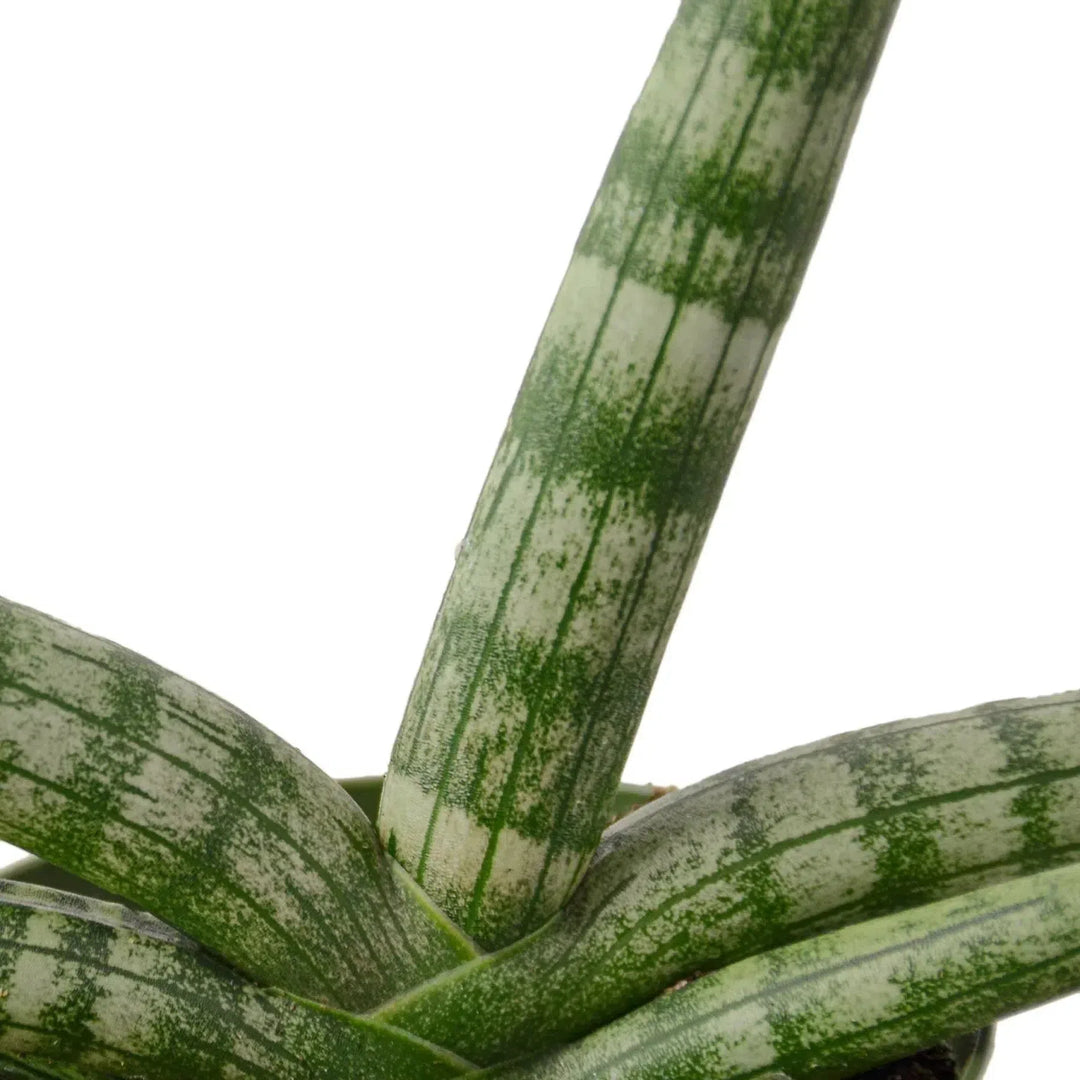 Snake Plant Starfish-Indoor Plants-American Plant Supply