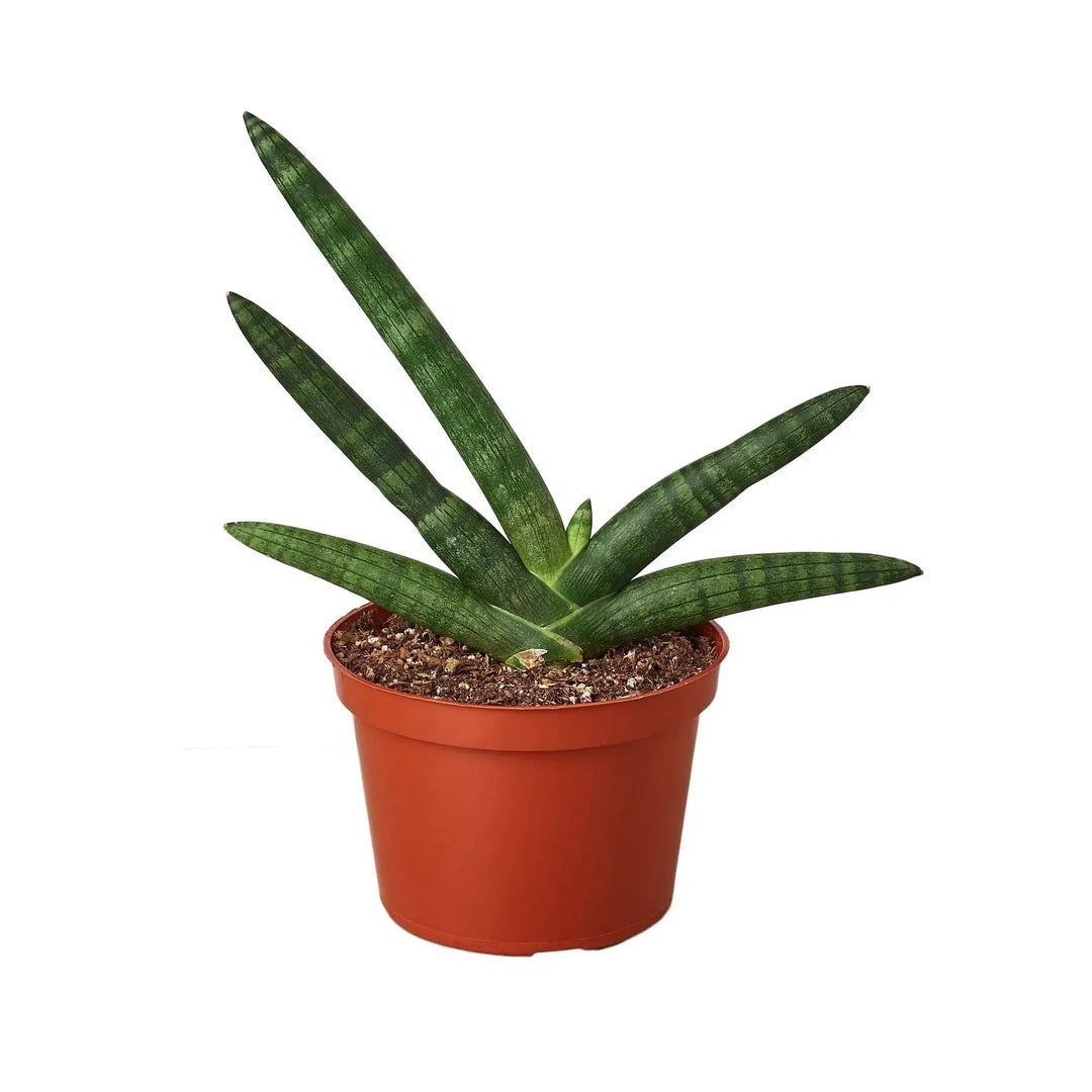 Snake Plant Starfish-Indoor Plants-American Plant Supply