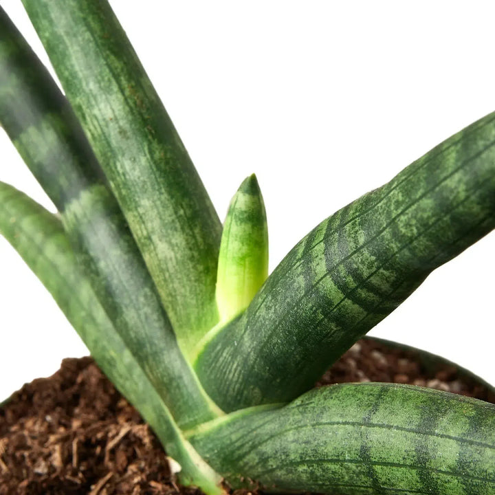 Snake Plant Starfish-Indoor Plants-American Plant Supply