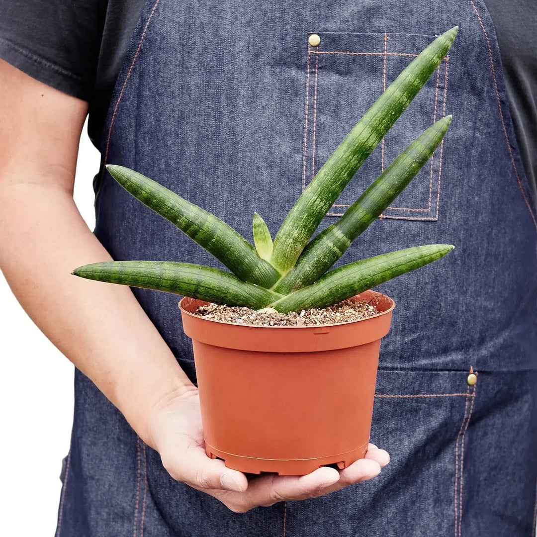 Snake Plant Starfish-Indoor Plants-American Plant Supply