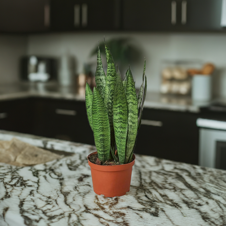 Snake Plant 'Zeylanica'