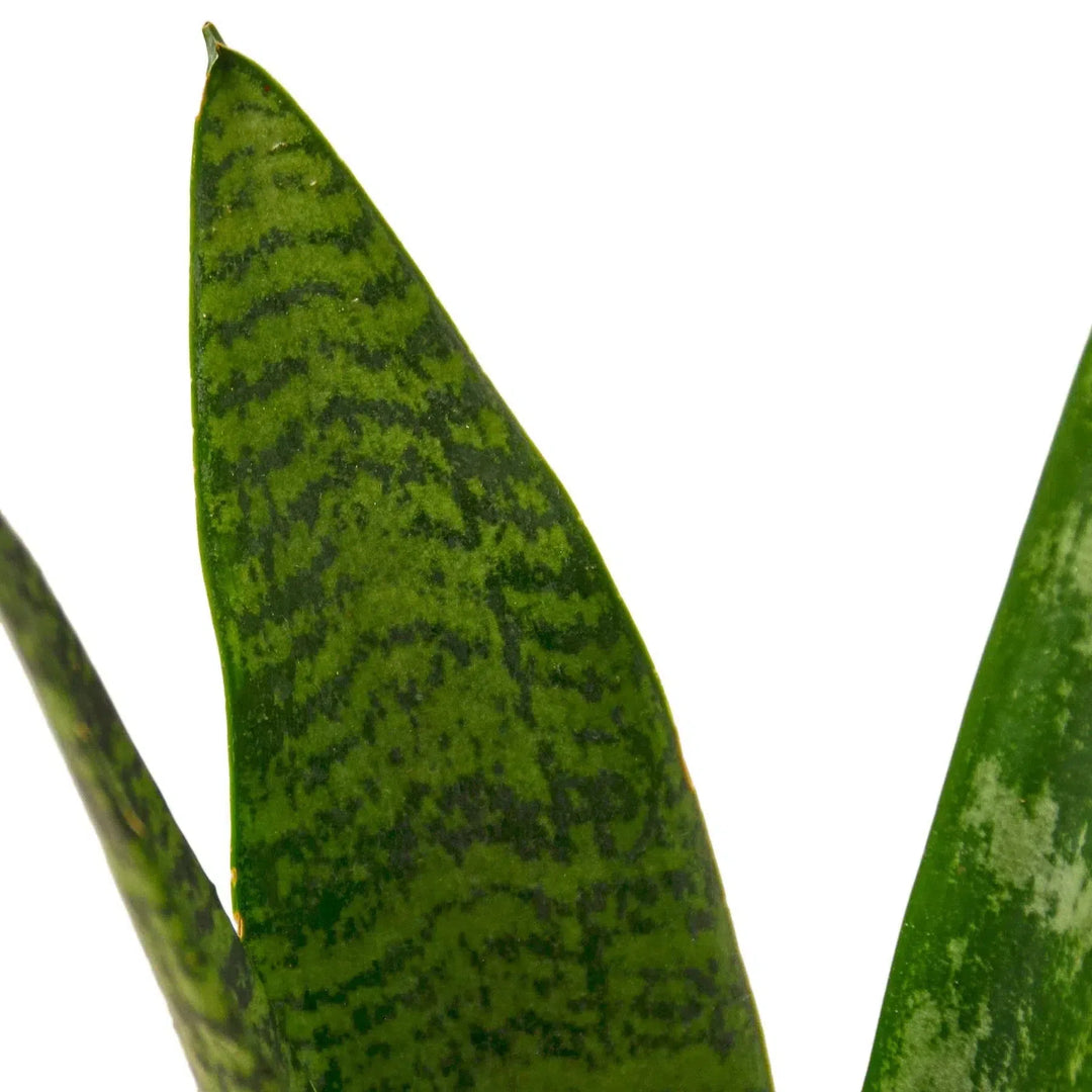 Snake Plant 'Zeylanica'-Indoor Plants-American Plant Supply