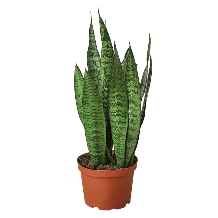 Snake Plant 'Zeylanica'-Indoor Plants-American Plant Supply
