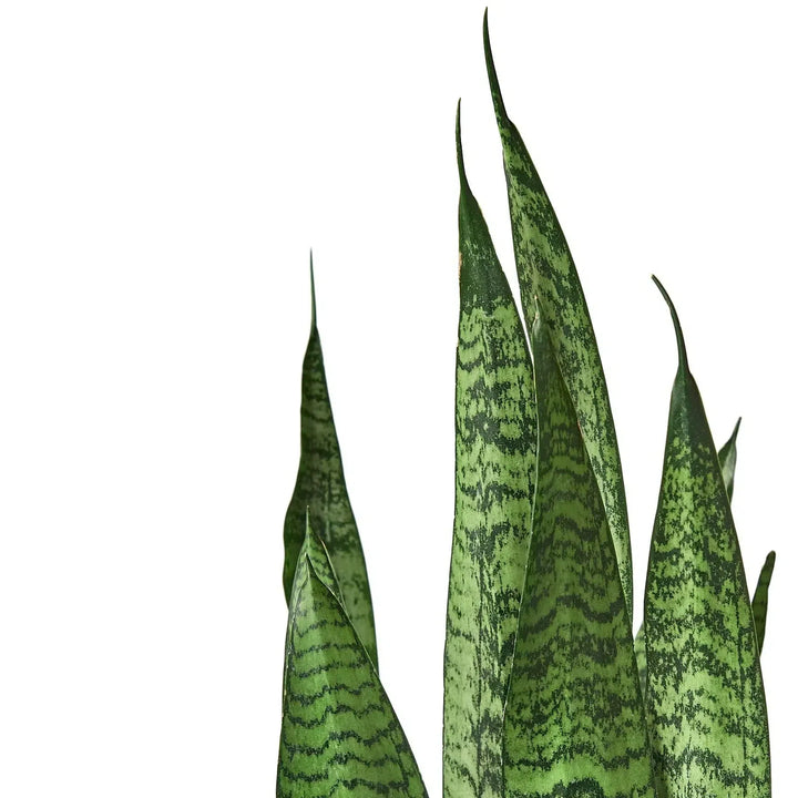 Snake Plant 'Zeylanica'-Indoor Plants-American Plant Supply