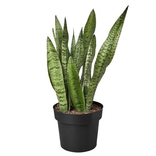 Snake Plant 'Zeylanica'-Indoor Plants-American Plant Supply