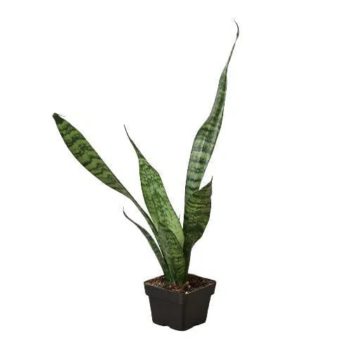 Snake Plant 'Zeylanica'-Indoor Plants-American Plant Supply