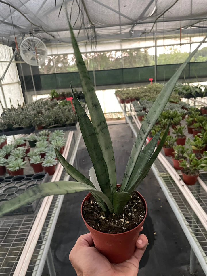 Snake 'Silver Princess'-6" Plant (1pk/$4.5) ($10 Ship/31oz)-American Plant Supply
