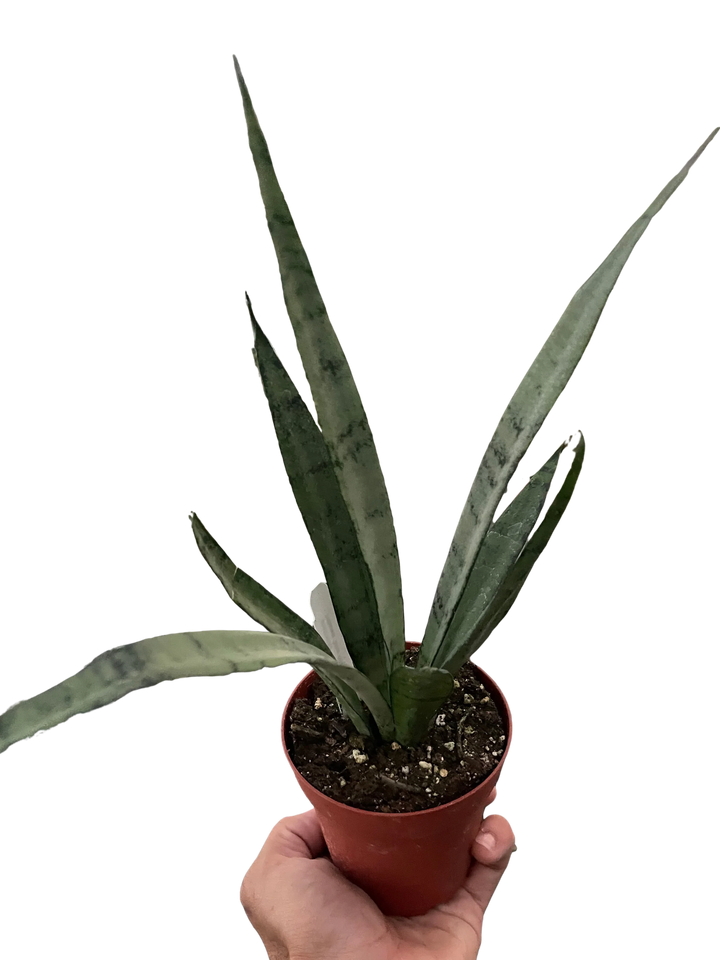 Snake 'Silver Princess'-6" Plant (1pk/$4.5) ($10 Ship/31oz)-American Plant Supply