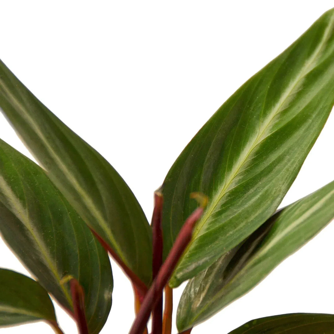 Stromanthe Sanguinea-4" Plant-American Plant Supply