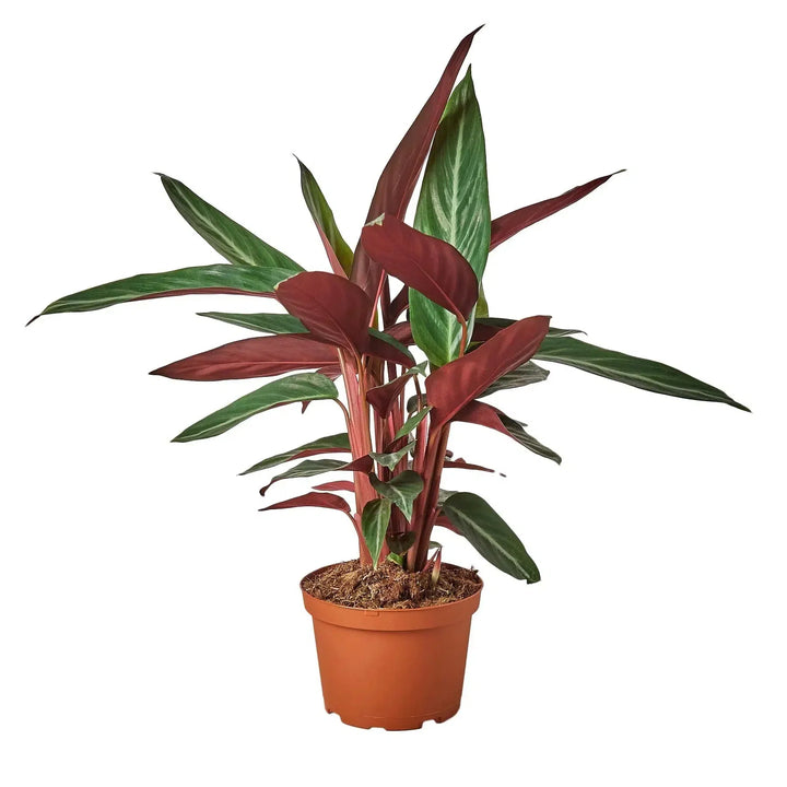 Stromanthe Sanguinea-4" Plant-American Plant Supply