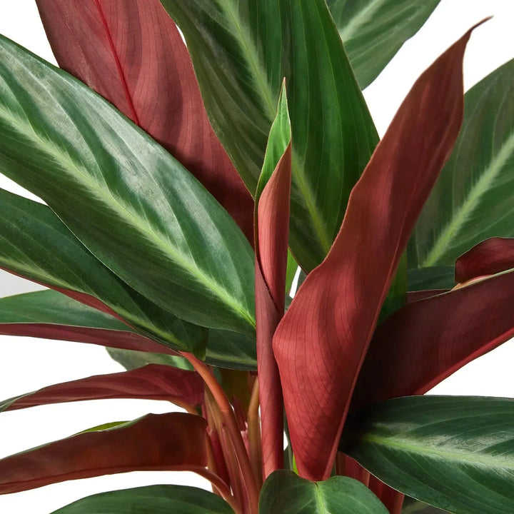 Stromanthe Sanguinea-4" Plant-American Plant Supply