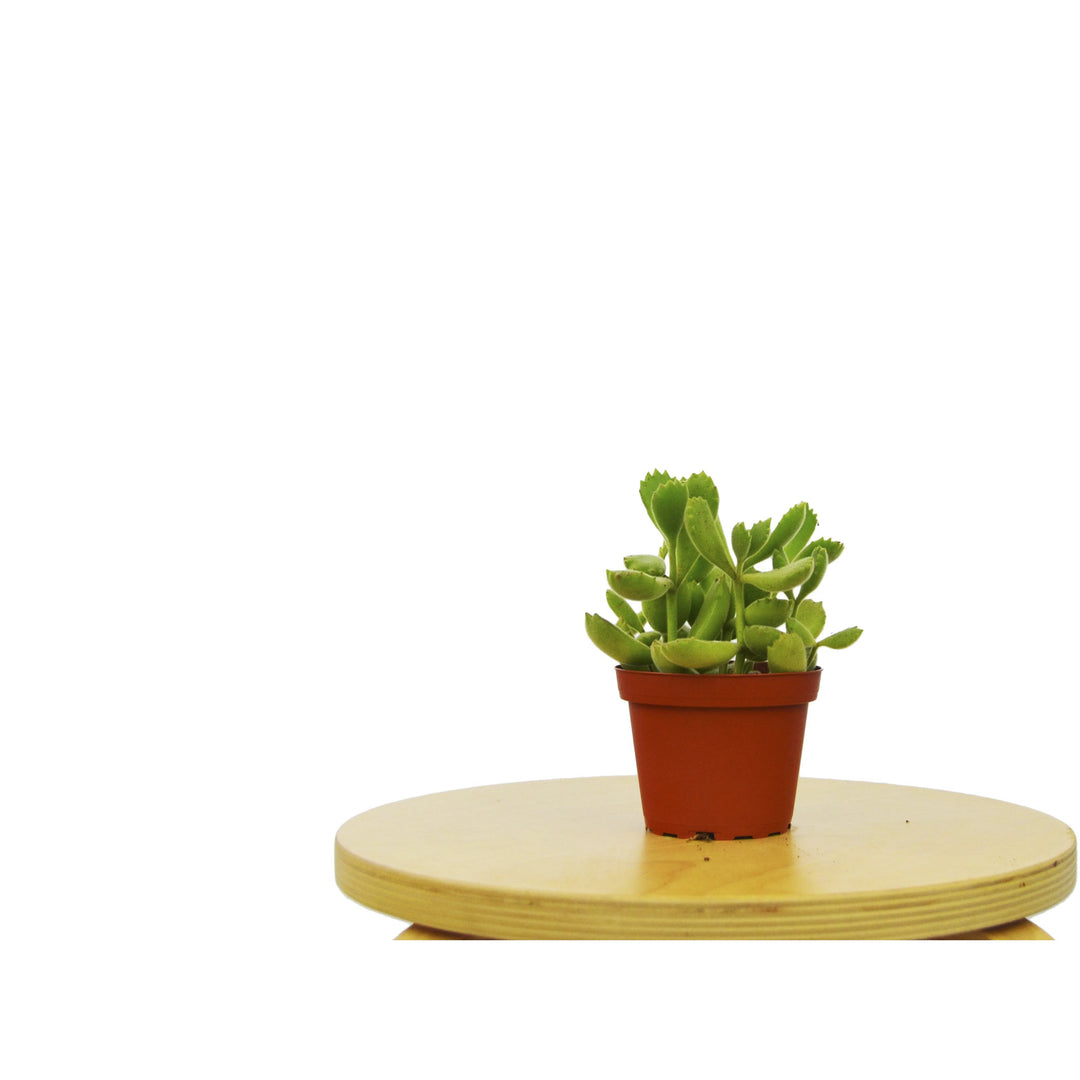 Succulent 'Bear's Paw'-Succulent-American Plant Supply