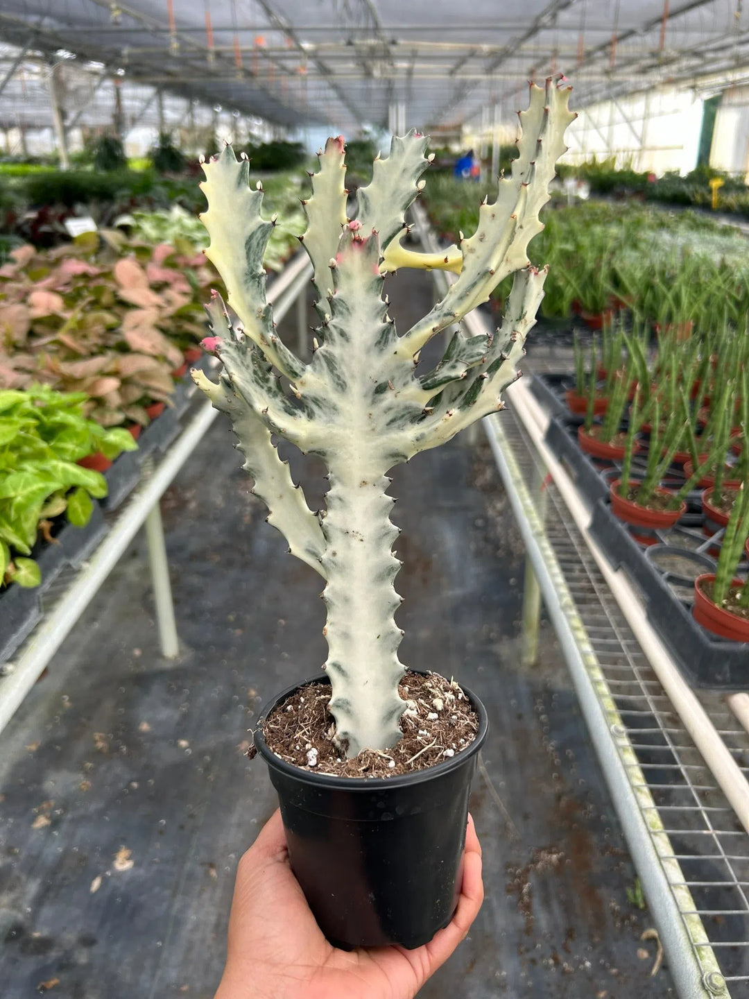 Succulent Euphorbia 'Dragon Bone'-Succulent-American Plant Supply