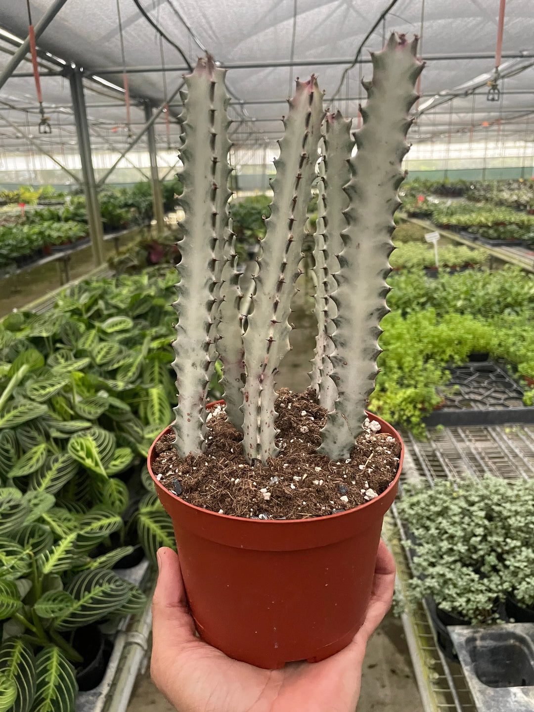 Succulent Euphorbia 'Dragon Bone'-Succulent-American Plant Supply