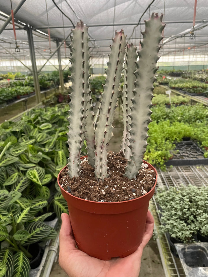 Succulent Euphorbia 'Dragon Bone'-Succulent-American Plant Supply