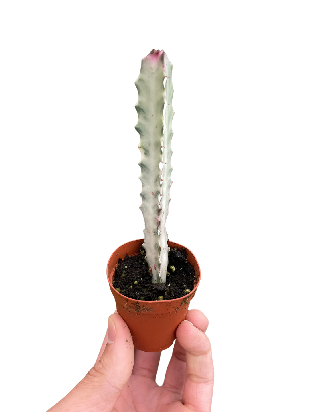 Succulent Euphorbia 'Dragon Bone'-Succulent-American Plant Supply