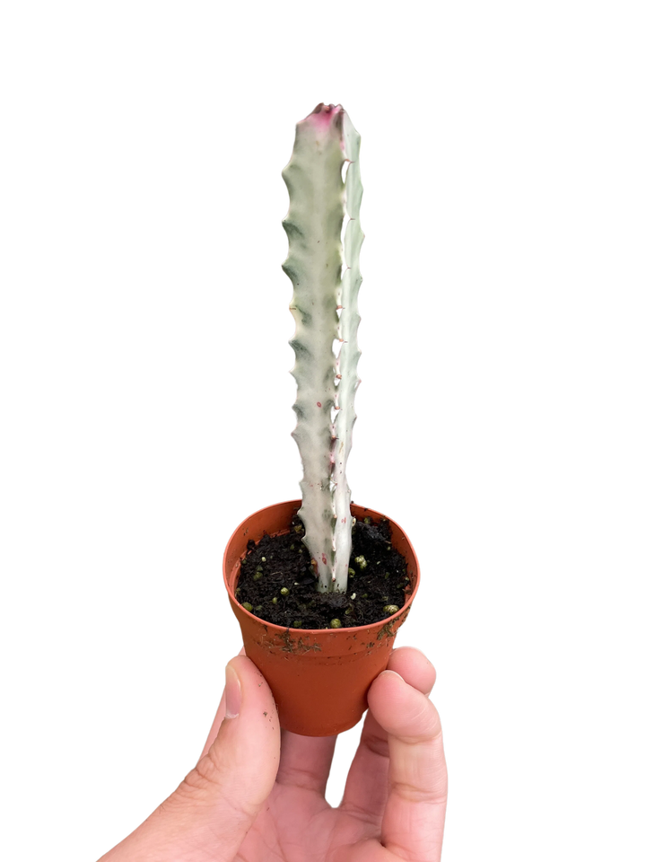 Succulent Euphorbia 'Dragon Bone'-Succulent-American Plant Supply