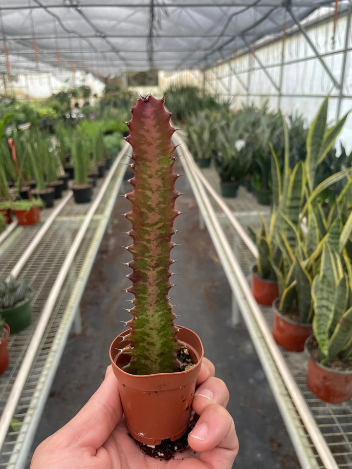 Succulent Euphorbia 'Trigona Rubra'-Succulent-American Plant Supply