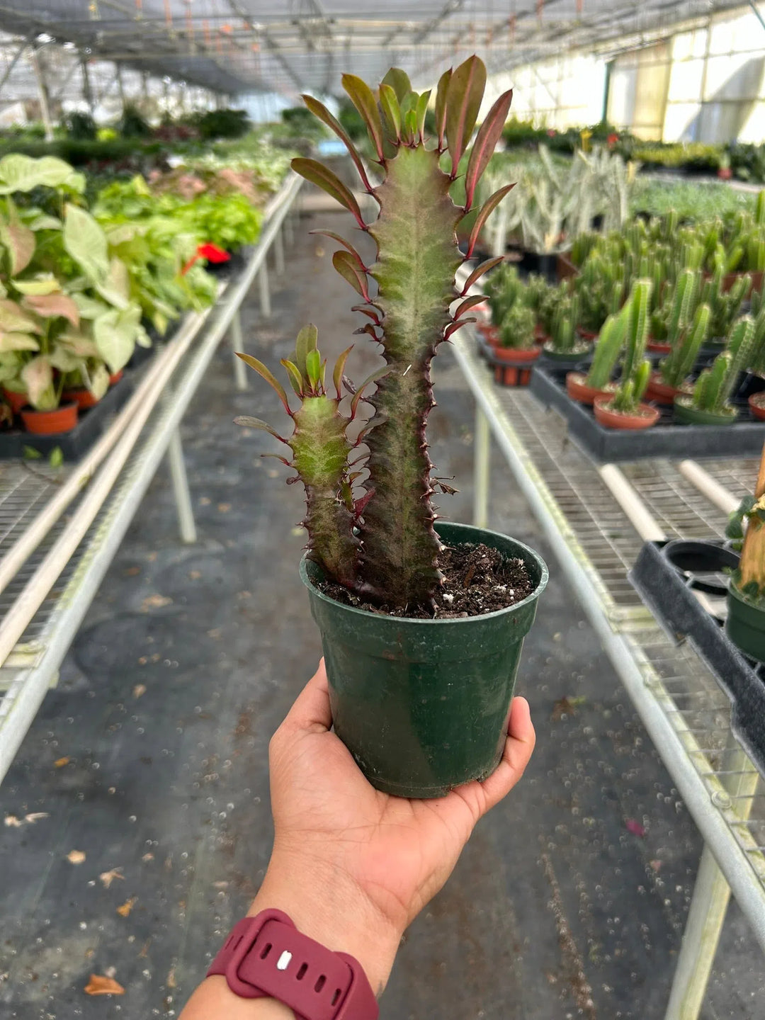Succulent Euphorbia 'Trigona Rubra'-Succulent-American Plant Supply