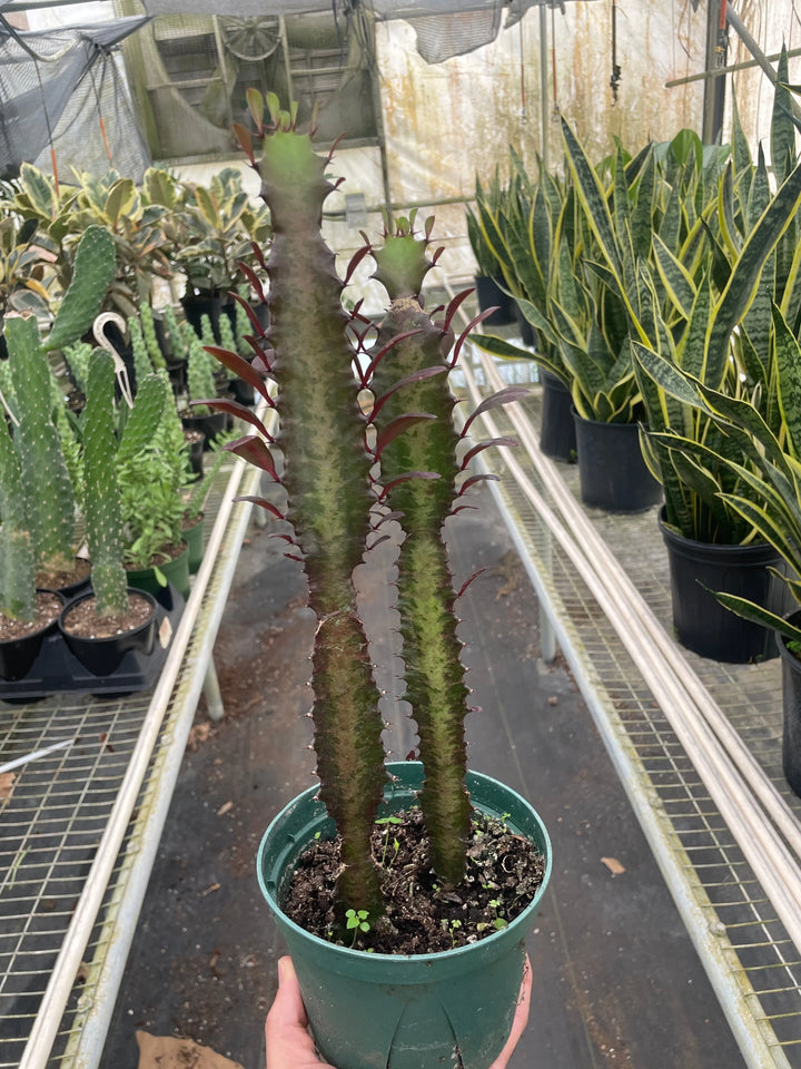 Succulent Euphorbia 'Trigona Rubra'-Succulent-American Plant Supply