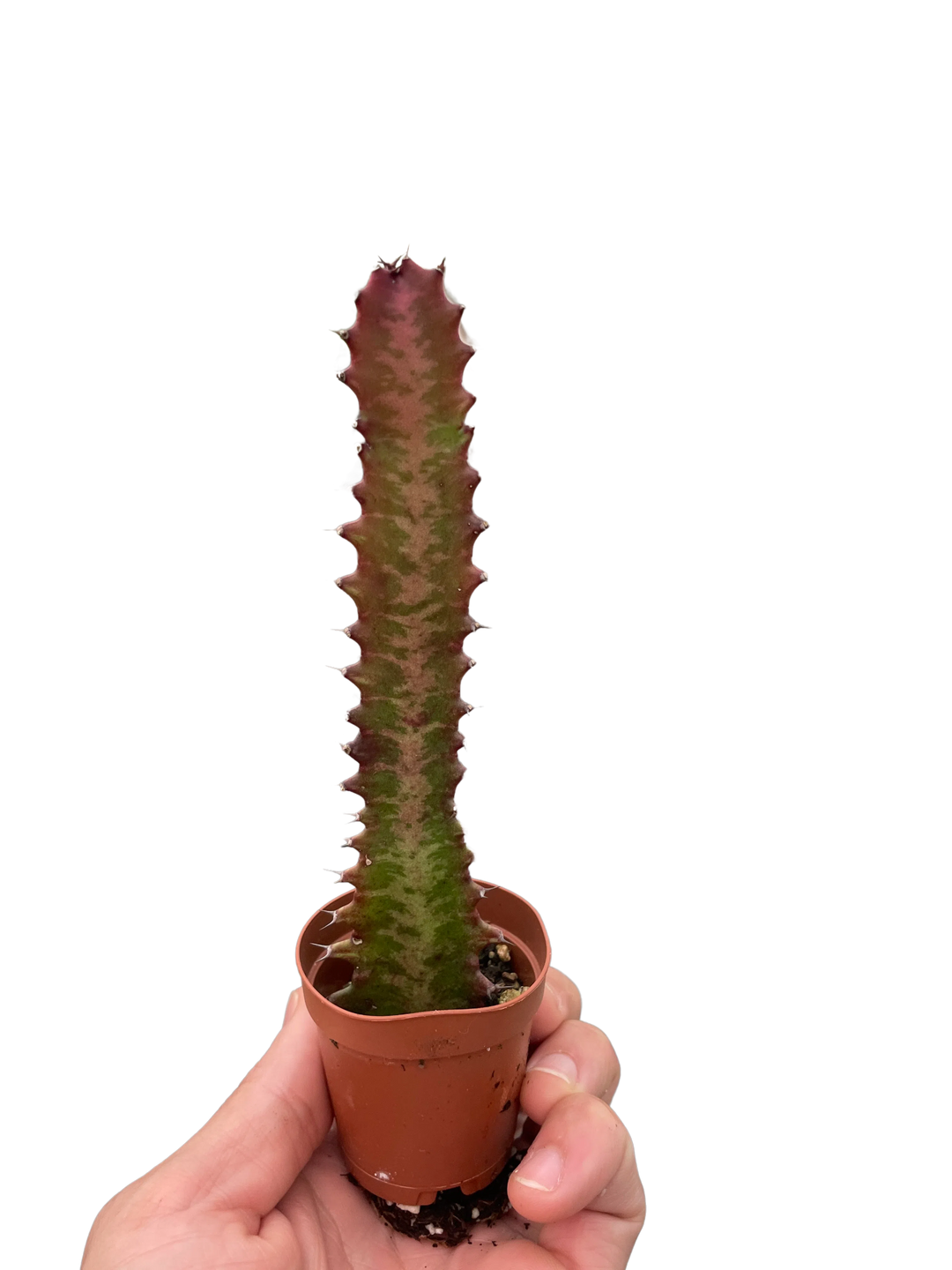 Succulent Euphorbia 'Trigona Rubra'-Succulent-American Plant Supply