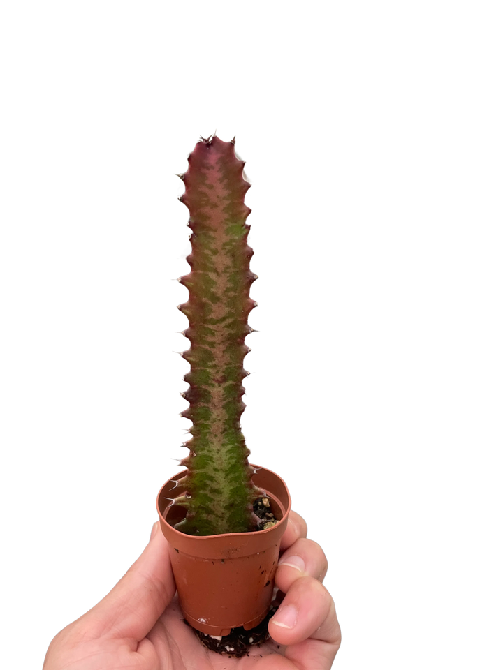 Succulent Euphorbia 'Trigona Rubra'-Succulent-American Plant Supply