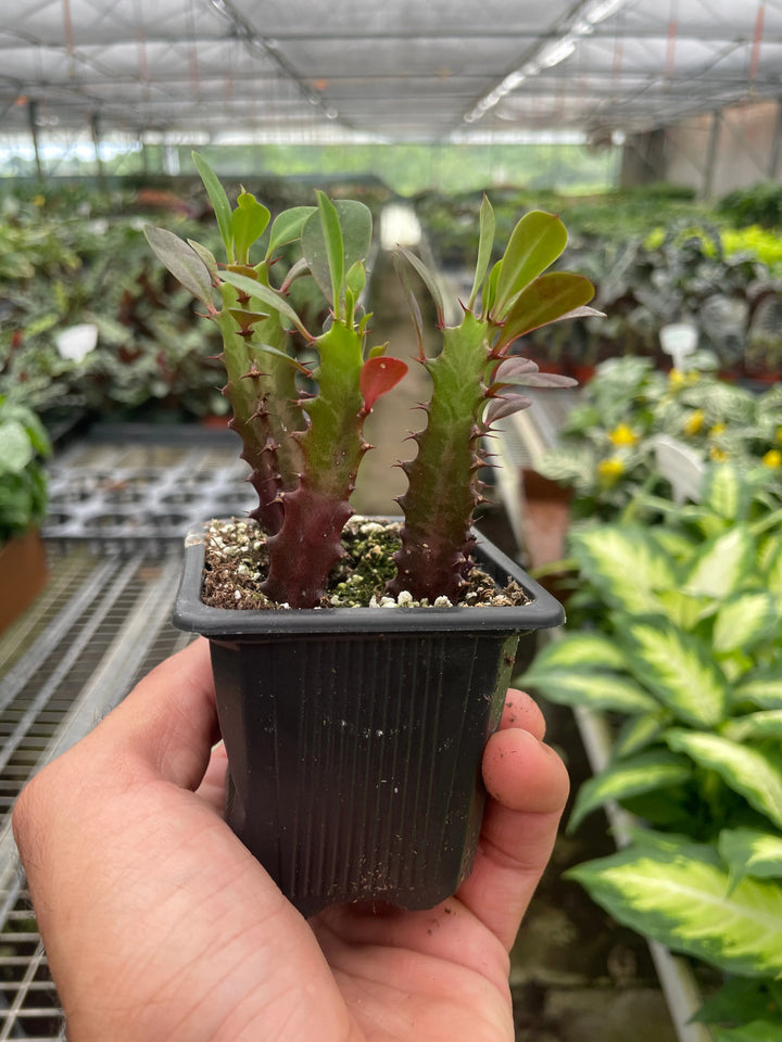 Succulent Euphorbia 'Trigona Rubra'-Succulent-American Plant Supply