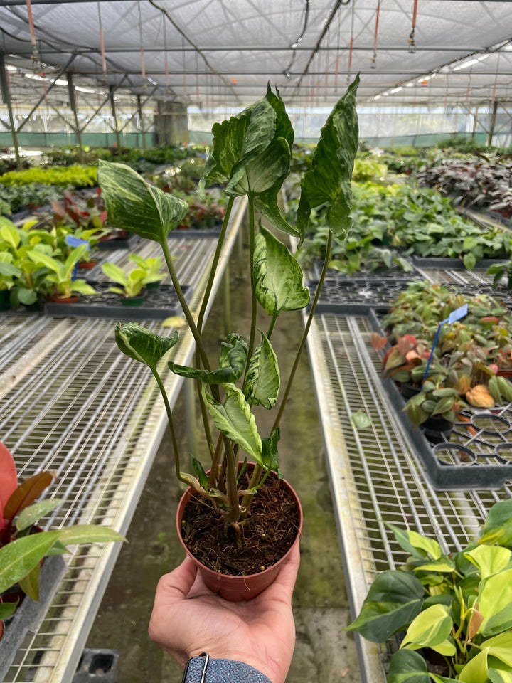 Syngonium 'Godzilla'-American Plant Supply
