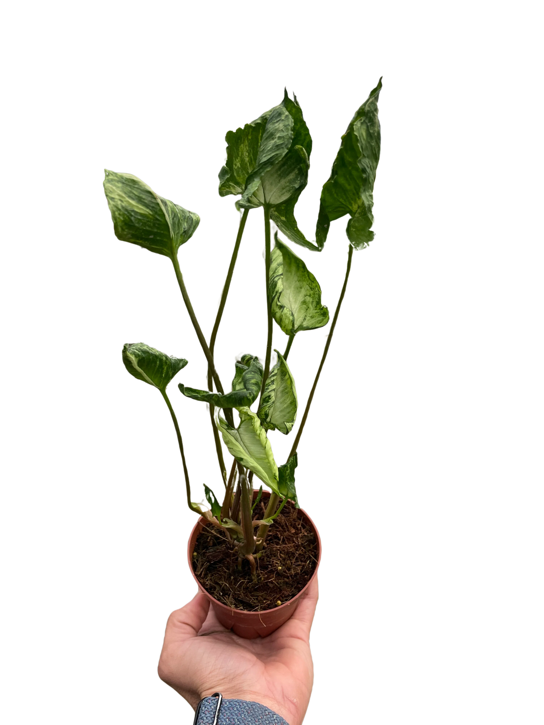 Syngonium 'Godzilla'-American Plant Supply