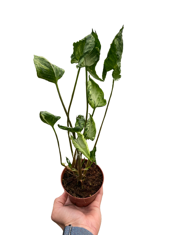 Syngonium 'Godzilla'-American Plant Supply