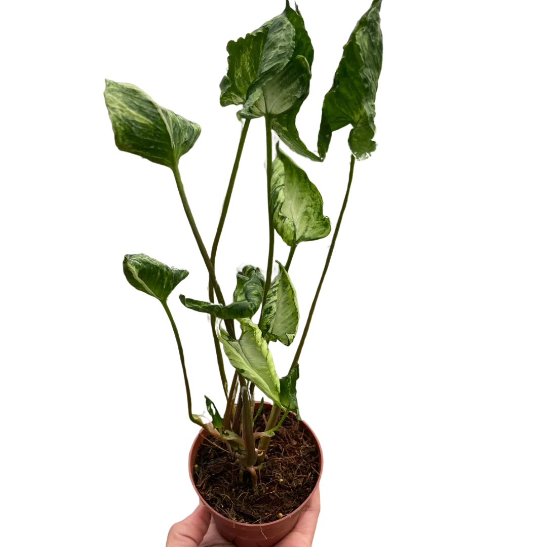 Syngonium 'Godzilla'-American Plant Supply