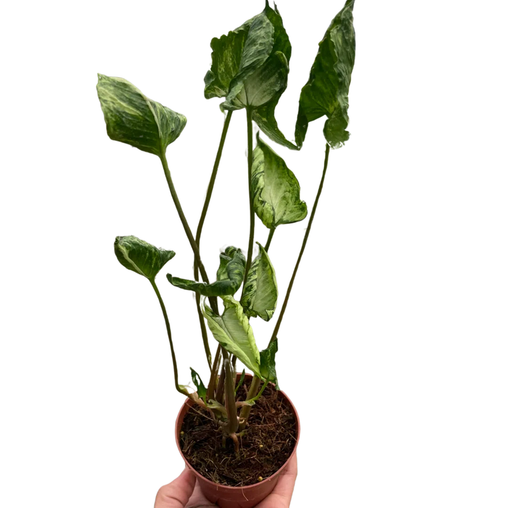 Syngonium 'Godzilla'-American Plant Supply