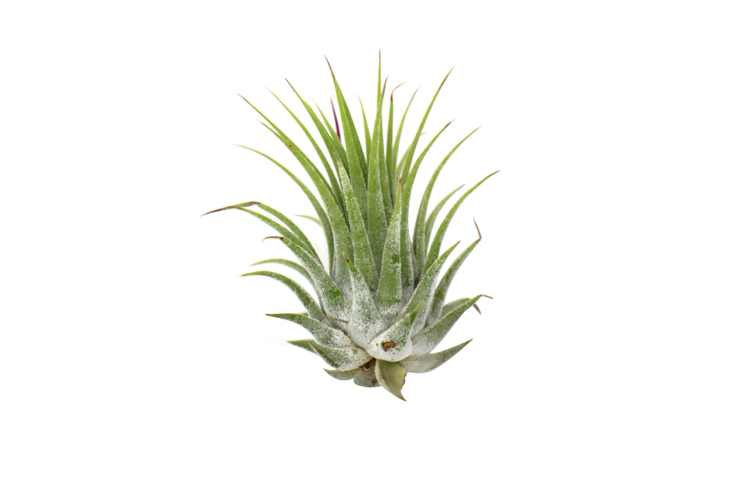 Tillandsia Air Plant Ionantha - 5 Pack-Air Plants ($10 Ship/31oz)-American Plant Supply