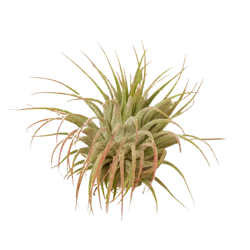 Tillandsia Air Plant Ionantha Guatemala-Air PLants-American Plant Supply