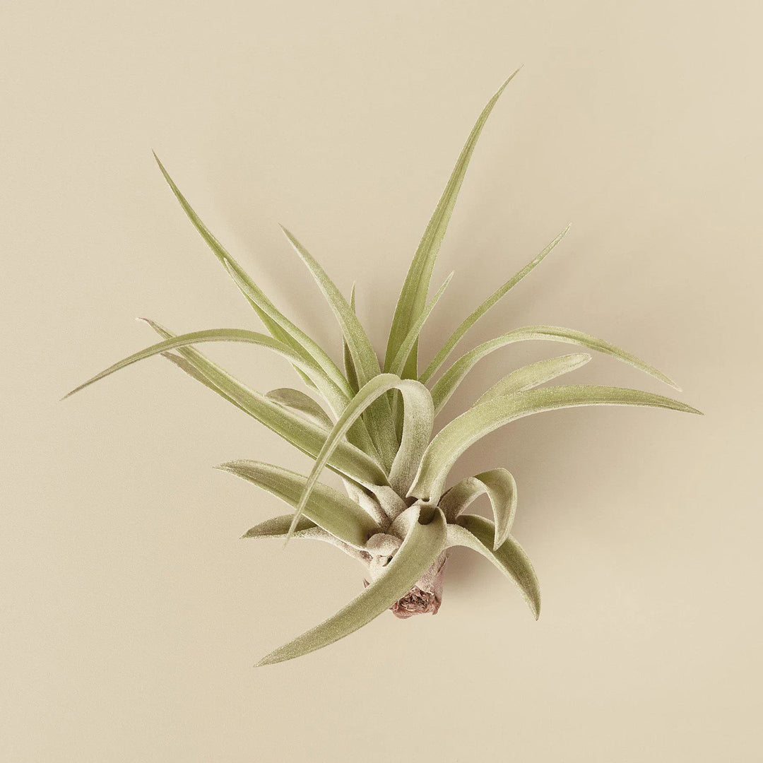 Tillandsia Air Plant Veluntina-American Plant Supply