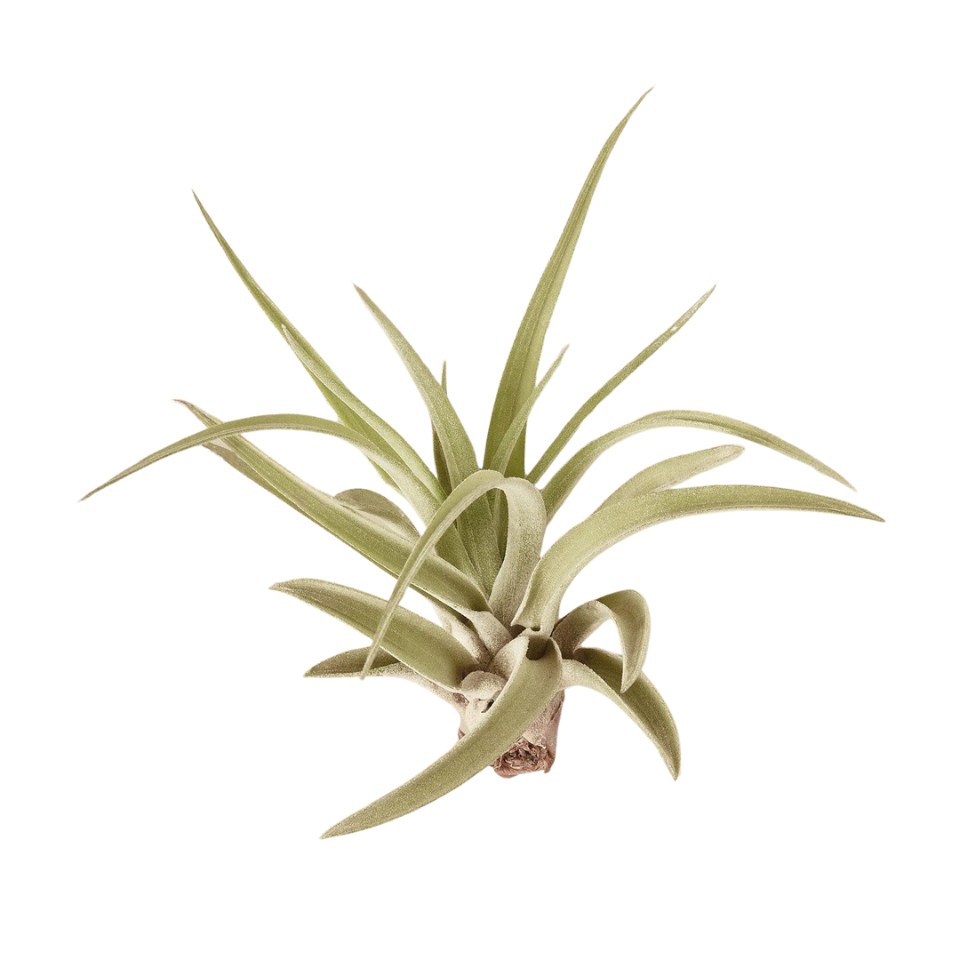 Tillandsia Air Plant Veluntina-American Plant Supply