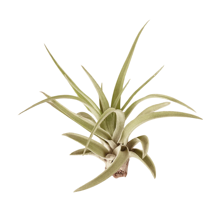 Tillandsia Air Plant Veluntina-American Plant Supply