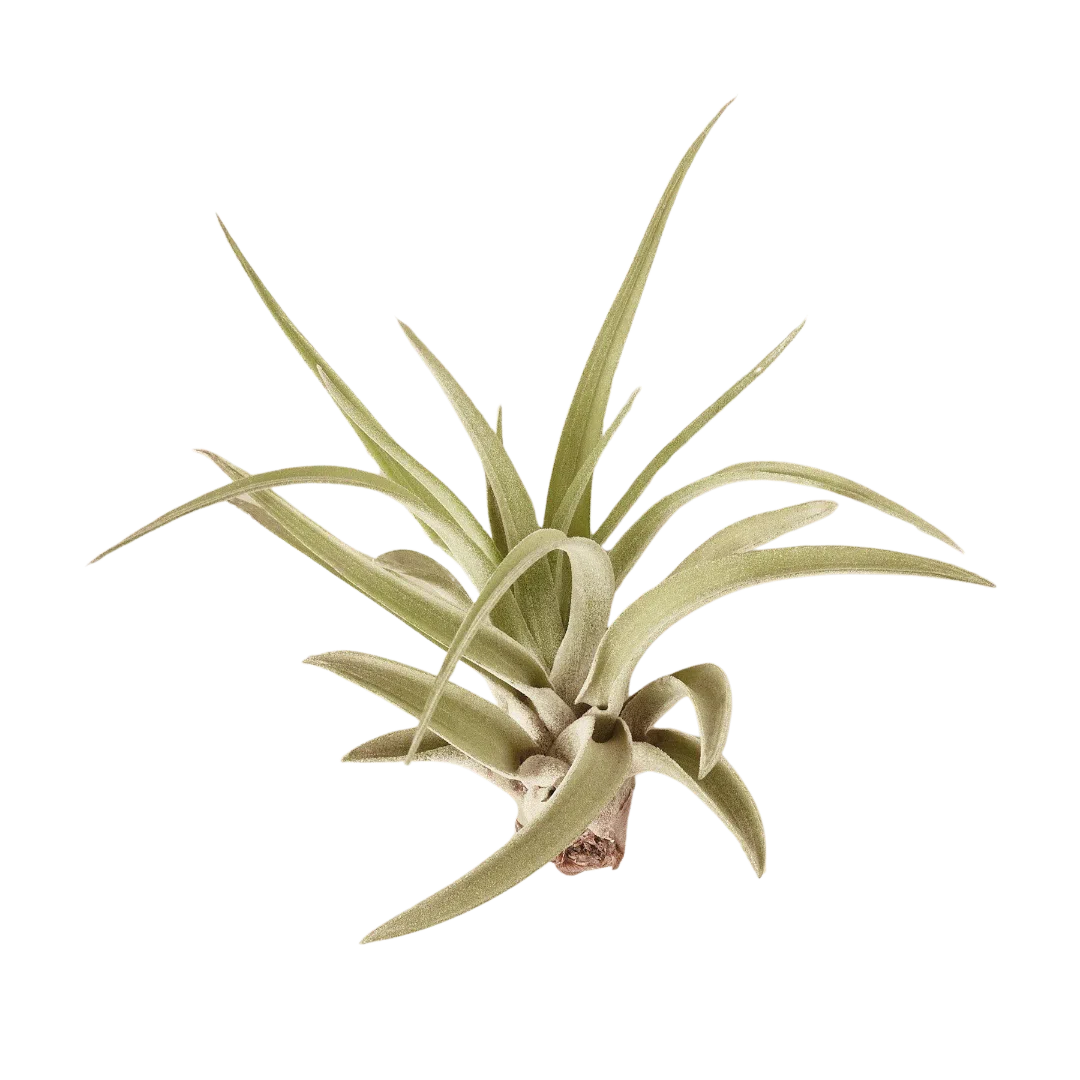 Tillandsia Air Plant Veluntina-American Plant Supply