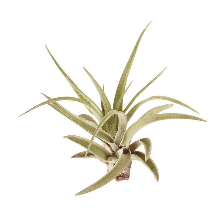 Tillandsia Air Plant Veluntina-American Plant Supply