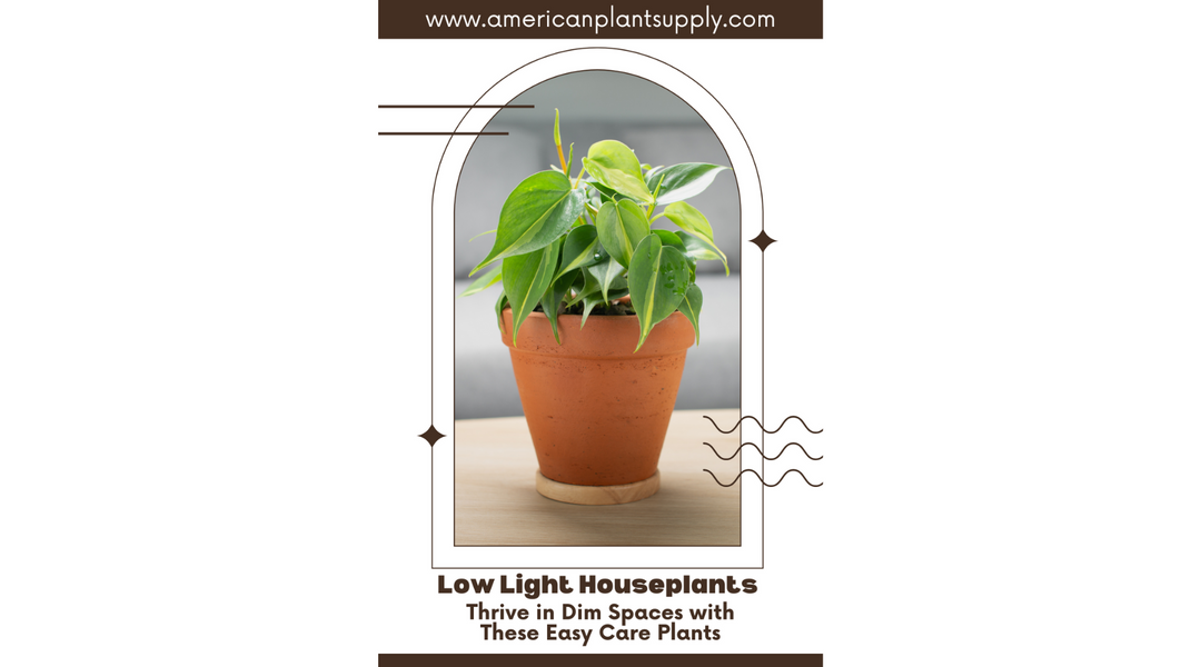 Low Light Houseplants: Thrive in Dim Spaces with These Easy Care Plants