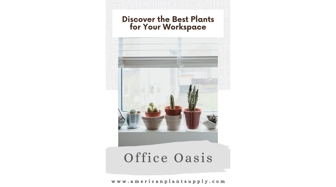 Office Oasis: Discover the Best Plants for Your Workspace