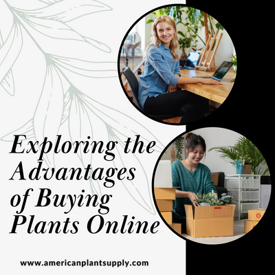 The Botanical Click: Unveiling the Benefits of Purchasing Plants Online